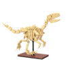 CaDa dinozavrov forsil: Velociraptor C59014W