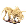 CaDA dinozavrov fosil:Triceratops C59013W